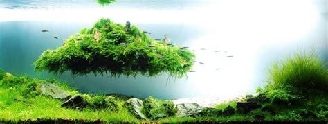Importance Of Aquascaping The Aquarium Art Of Science And Nature