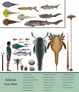 History Size Chart Silurian By Dragonthunders On Deviantart