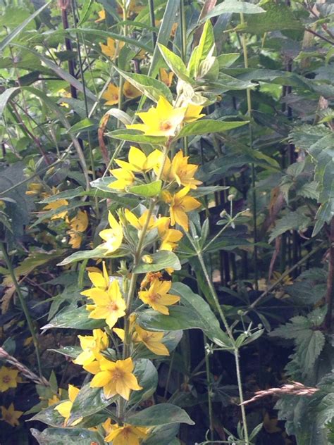 Ok, that may sound a little cheesy, but they really are bright lights in a perennial bed. identification - Alpine flower with yellow blossoms ...