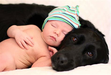 How Big Dogs Take Care Of Little Children Women Daily Magazine