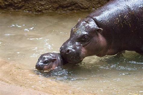 Toronto Zoos Pygmy Hippo Calf Needs A Name Zooborns