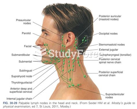 Palpable Lymph Nodes In The Head And Neck Biology Forums Gallery
