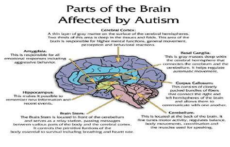 What Part Of The Brain Does Autism Affect Autism Talk Club
