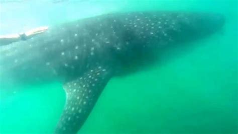 Human Swims Next To Massive Whale Shark Youtube