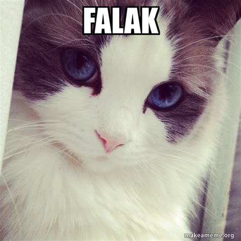 Falak Ridiculously Photogenic Cat Make A Meme