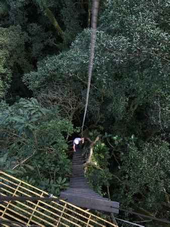 El original canopy tour es el primer tour de canopy en monteverde costa rica. The Original Canopy Tour (Monteverde) - Qué saber antes de ...