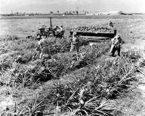 Florida Memory Pineapple Harvesting On A Plantation North Of Miami