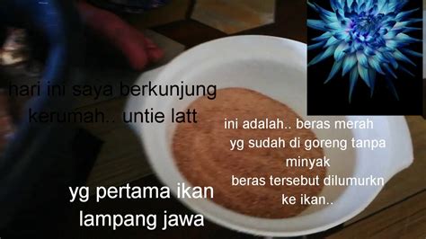 Bagai ilak bercerai dengan benang. Pekasam ikan lampang jawa & ikan sultan - YouTube