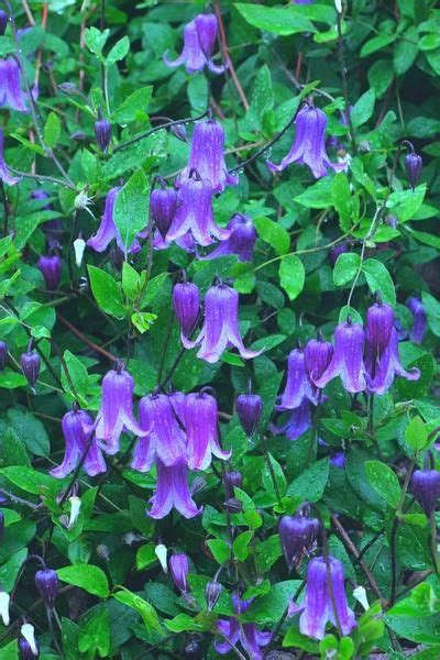 They remind me of a red oval balloon with puckered lips, ready to give you a big smacking kiss.(or like the plant in the movie little shop of horrors). Clematis versicolor | Garden shrubs, Hydroponic gardening ...