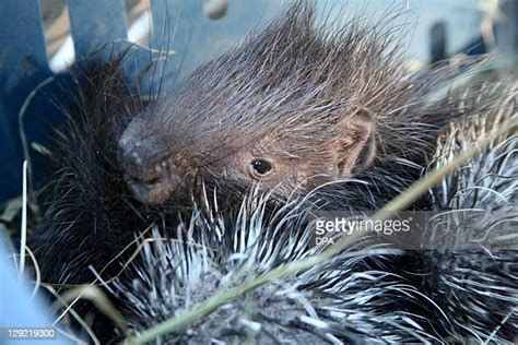 Baby Porcupines Photos And Premium High Res Pictures Getty Images