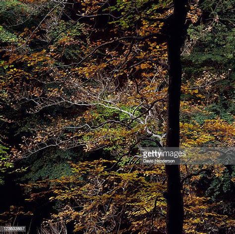 Faskally Wood Photos And Premium High Res Pictures Getty Images