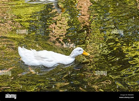Brown White Duck Stock Photos And Brown White Duck Stock Images Alamy