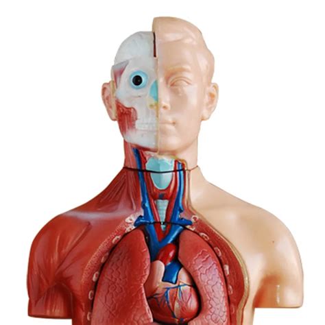 Medical Science Subject Torso Series Human Male Torso Model View