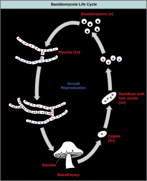 Classifications Of Fungi Openstax Biology Course Hero