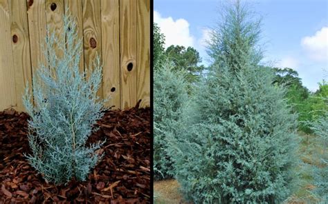 Blue Ice Arizona Cypress Is One Of The Most Eye Catching Plants In Our