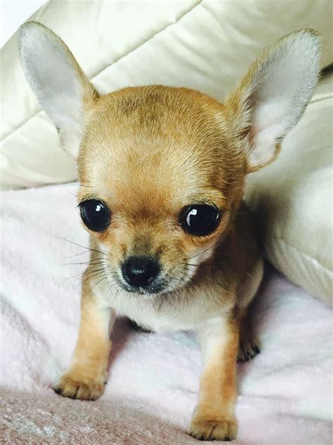 The chihuahua is a special dog breed, it is the smallest dog breed in the world, so it deserves a special name that reflects that. Chihuahua female puppy for sale | Craven Arms, Shropshire ...