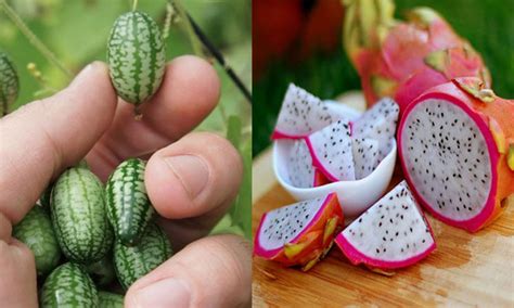 Are regular fruits and veggies boring to you? 27 Unusual, Weird & Exotic Fruit and Vegetables You Can Buy!