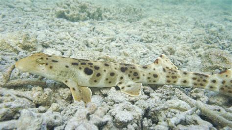 Epaulette Sharks Have Evolved To Use Their Fins As Feet And Can Walk