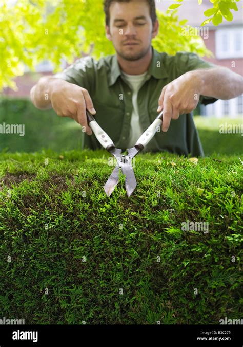 A Man Cutting A Hedge With Shears Stock Photo Alamy