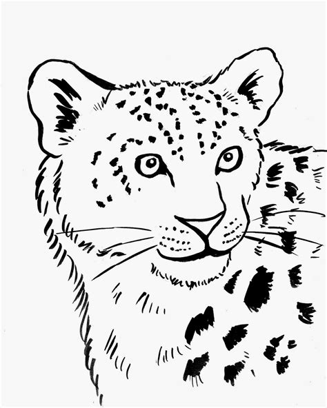 Simple Leopard Drawing At Explore Collection Of