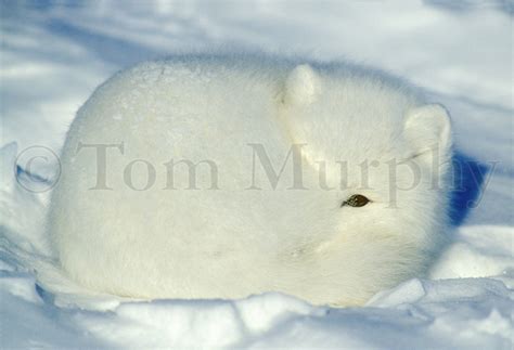 Arctic Fox Sleep Tom Murphy Photography