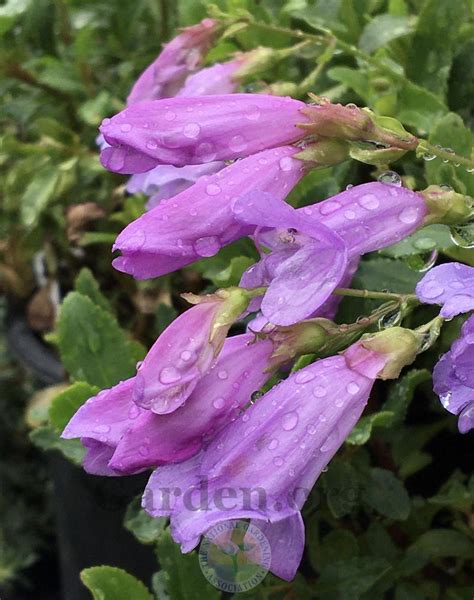 Photo Of The Bloom Of Rock Penstemon Penstemon Rupicola Posted By