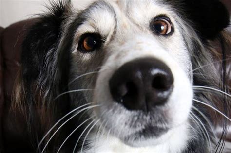 Cross Eyed Collie Rejected By Hundreds Of Families Finally Finds A Home