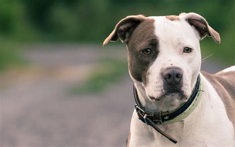 American Pit Bull Terrier Full Hd Wallpaper And Background Image