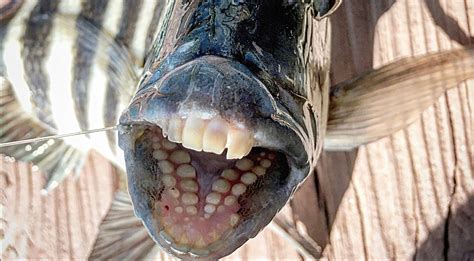 Fish With Horrifying Human Teeth Found At The Beach