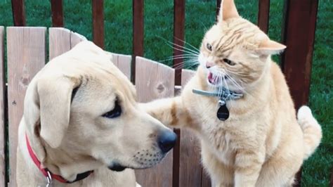 Cats Vs Dogs Fighting Funny Cats And Dogs Compilation Petastic 🐾