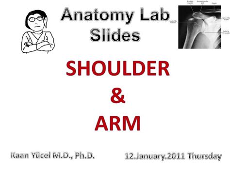 Ppt Shoulder And Arm Powerpoint Presentation Free Download Id2431727