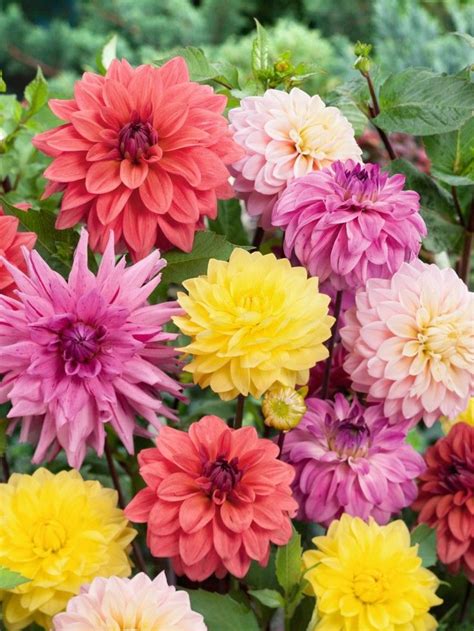 Top 10 Tips On How To Plant Grow And Care For Dahlia Flowers Plants