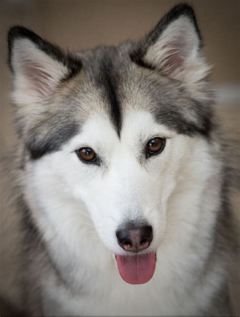 Six Stunning Siberian Husky Coat Colors Daily Dog Discoveries