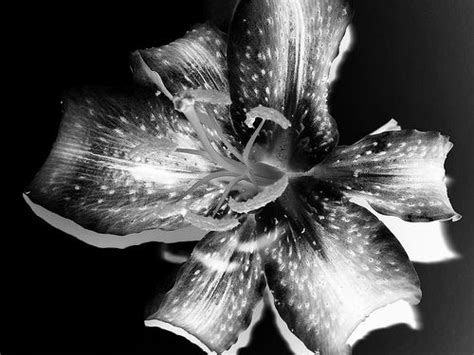 Negative Black White Stargazer Lily Flower Stargazer Lily