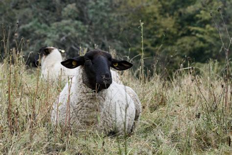 Scottish Blackface Sheep Stock Photos Pictures And Royalty Free Images