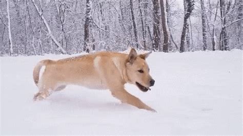 Dog Running Gif By Awesome GIF - Find & Share on GIPHY