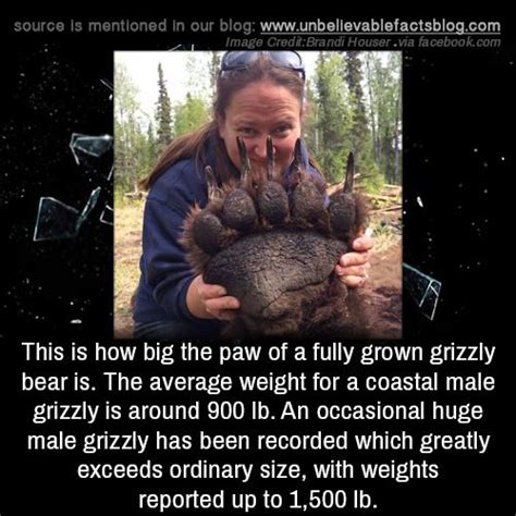This Is How Big The Paw Of A Fully Grown Grizzly Bear Is The Average