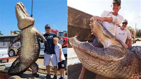 Hunters Catch 920 Pound Beast Of An Alligator In Florida Lake