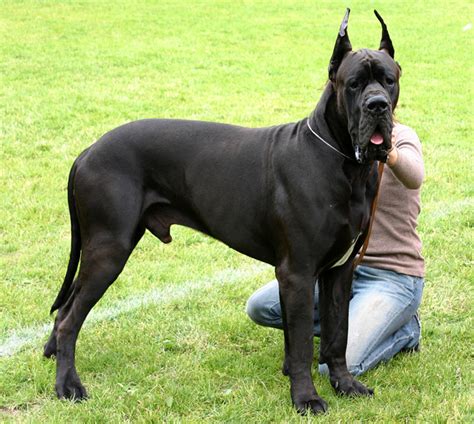 Great Dane Dog Breed History And Some Interesting Facts