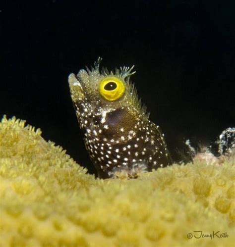 I Think This Tiny Sailfin Blenny Was Surprised When We Were Still There