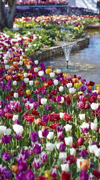 Tulip Time Festival Buy Tickets And Travel Information Visit Nsw
