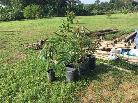 Part 4 pruning durian durian tree. DUSUN TOK BAK: POKOK DURIAN DURI HITAM, D17 DAN 101