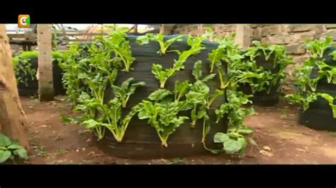 Citizen Tv Kenya On Twitter Growing Vegetables During