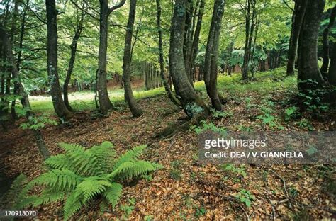Casentino Forest Photos Et Images De Collection Getty Images