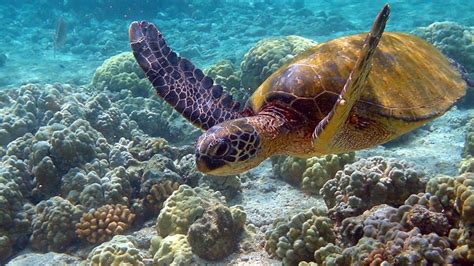 Habitat Adaptation Matchup Sea Turtle Ocean Creatures Sea And Ocean