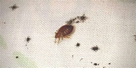 What Does Bed Bug Poop Look Like Identification And Prevention With