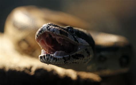 6 Foot Long ‘unfriendly Boa Constrictor Escapes Owners House Ibtimes