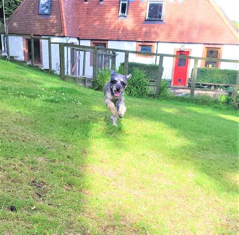 Dog Kennels - Kuruba Kennels & Cattery - Milngavie - Glasgow