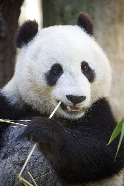 Portrait Of Mr Wu Panda Bear Panda Love Cute Panda