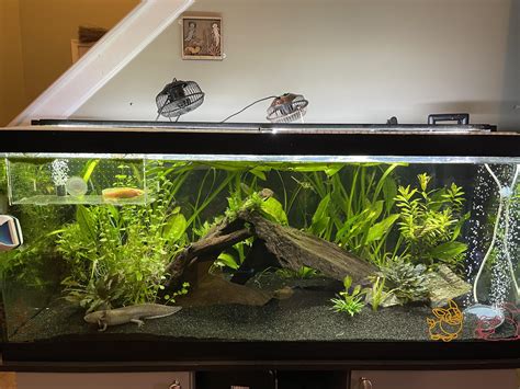 Planted Axolotl Tank Raxolotls